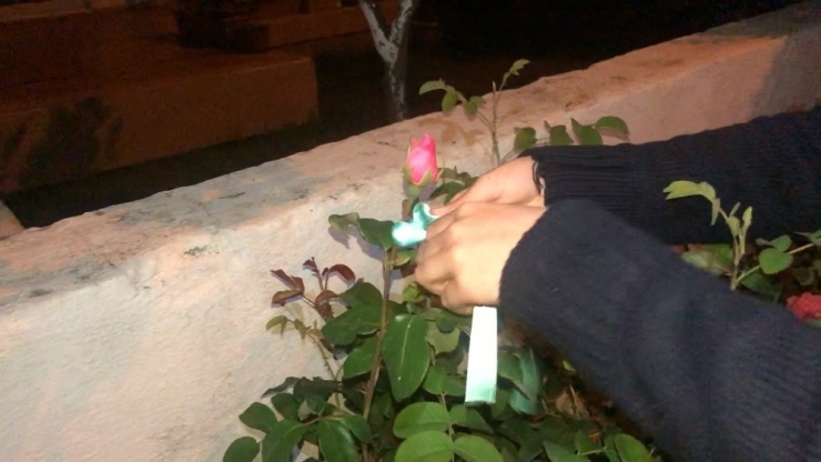 Hıdrellez Kutlamalarının Davetsiz Misafiri Olan Domuz Korkuttu