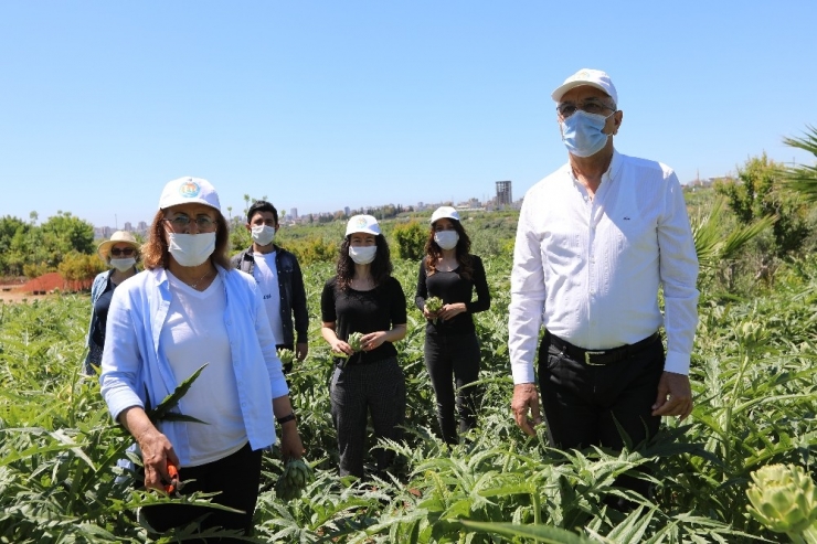 Genel Başkan Köse İle Başkan Tarhan Tarlada Enginar Topladı