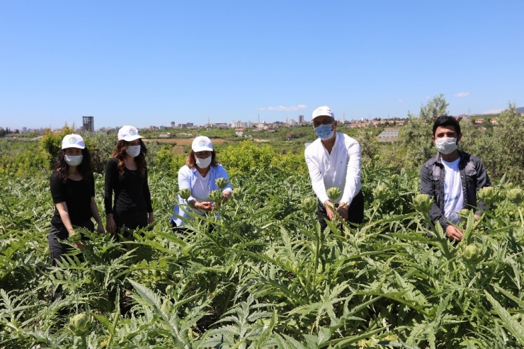 Genel Başkan Köse İle Başkan Tarhan Tarlada Enginar Topladı
