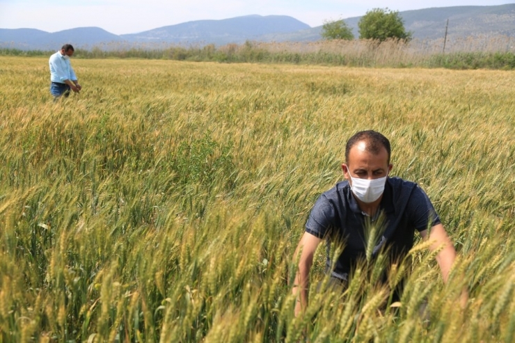 Süne Sayımı Yapıldı, İlaçla Mücadeleye Gerek Yok
