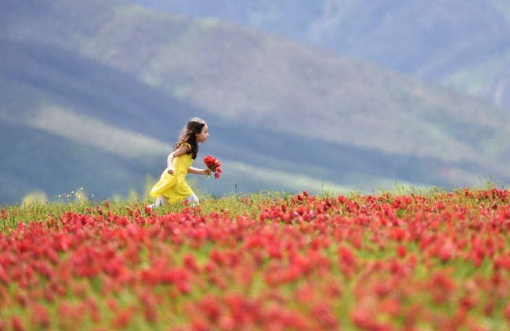 Muş Ovası’nı Kırmızıya Bürüyen Laleler Kartpostallık Görüntüler Oluşturuyor