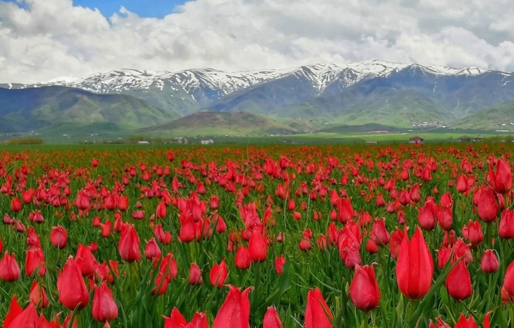 Muş Ovası’nı Kırmızıya Bürüyen Laleler Kartpostallık Görüntüler Oluşturuyor