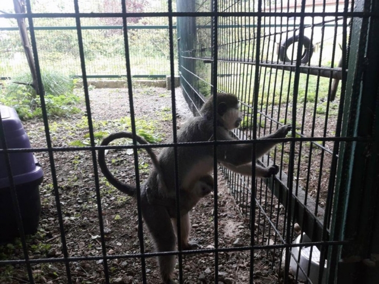 Vervet Maymunları Rehabilitasyon Merkezine Teslim Edildi