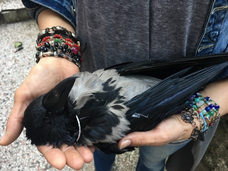 Pendik’te Dehşete Düşüren Görüntü: Kargayı Boynundan İple Astılar