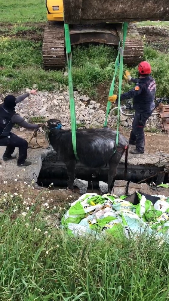 İtfaiyeden Manda Kurtarma Operasyonu