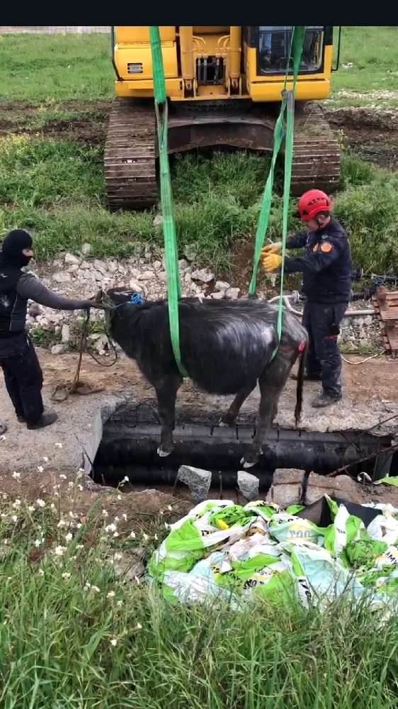 İtfaiyeden Manda Kurtarma Operasyonu