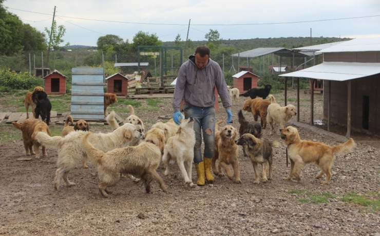 Sokak Hayvanları İçin Çiftlik Kurdu, 500 Köpeği Besleyip Sahiplendiriyor