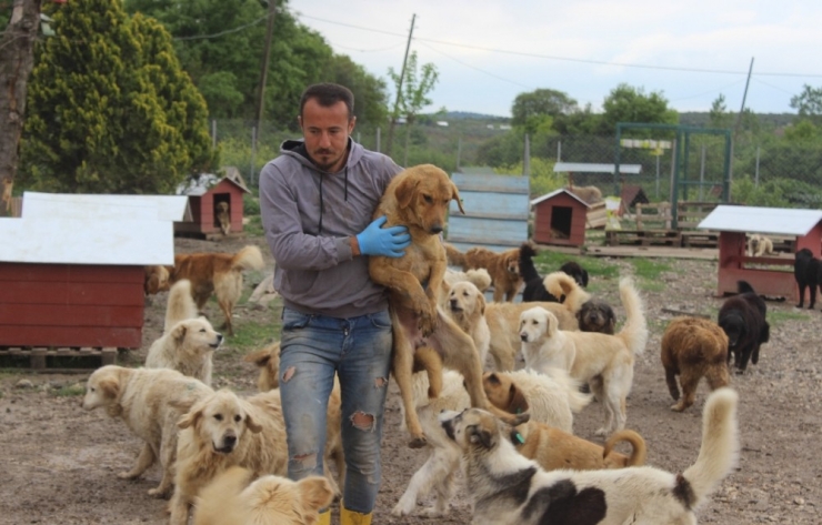 Sokak Hayvanları İçin Çiftlik Kurdu, 500 Köpeği Besleyip Sahiplendiriyor
