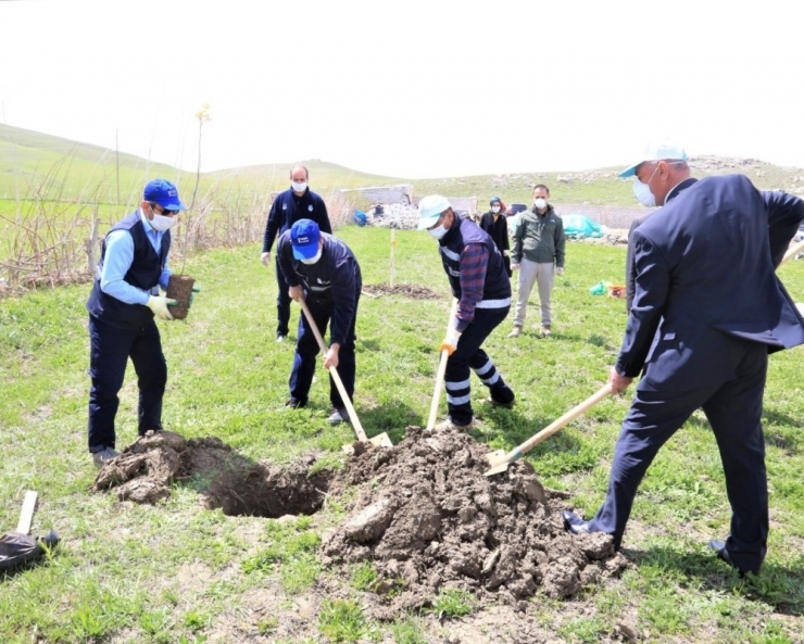 Tuşba Belediyesinden ‘Model Ceviz Bahçesi’ Projesi