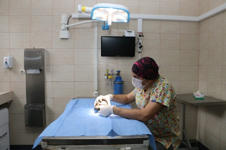 Kabuğu Kırılan Kaplumbağaya Tıbbi Müdahale