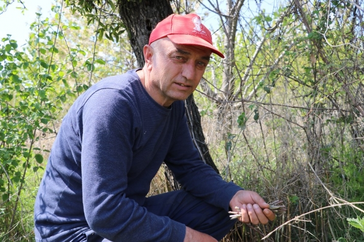 Dikenler Arasındaki Şifa Kaynağı "Kuşkonmaz"
