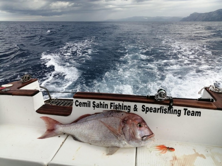 Amatör Balıkçısının Oltasına Dev Trança Takıldı