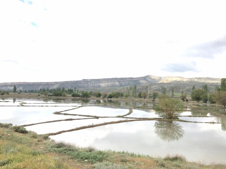Ankara’da Tek Nallıhan’da Yapılan Çeltik Ekimi Başladı