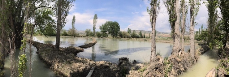 Ankara’da Tek Nallıhan’da Yapılan Çeltik Ekimi Başladı