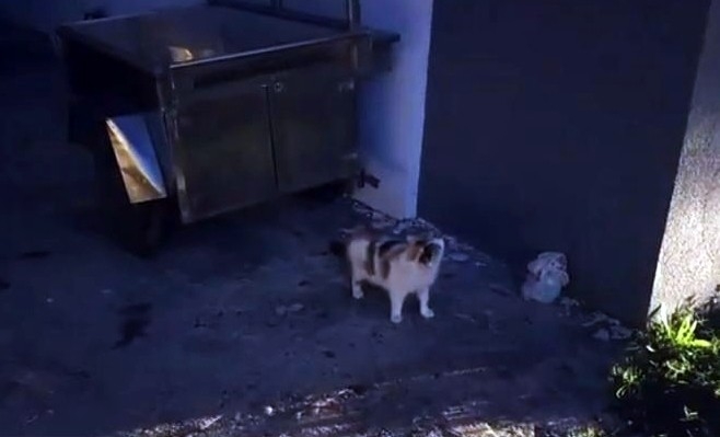 Mahsur Kalan 4 Yavru Kedi İtfaiye Ekiplerince Kurtarıldı