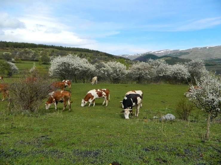 Posof’ta Bahar Bir Başka Güzel