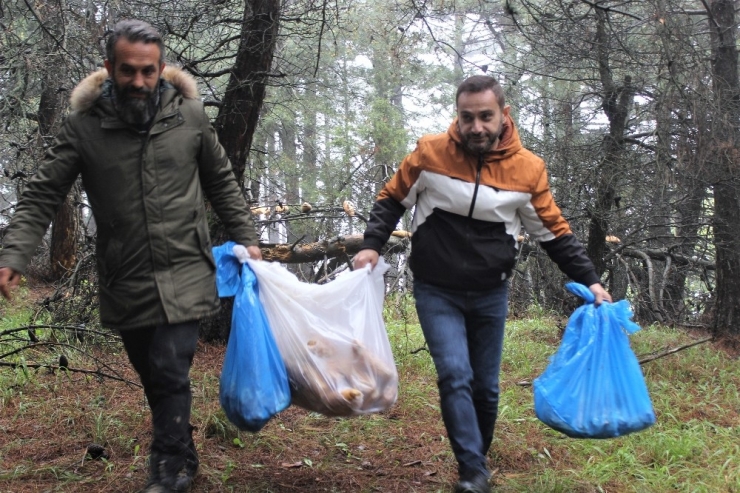Uludağ’daki Hayvanlar "Aç Kalmasın" Diye Öyle Engelleri Aşıyor Ki