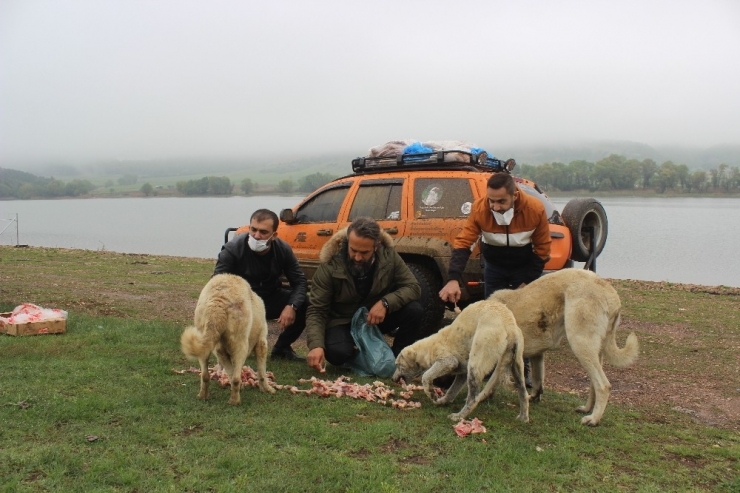 Uludağ’daki Hayvanlar "Aç Kalmasın" Diye Öyle Engelleri Aşıyor Ki