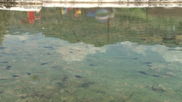 Dünyaca Ünlü Kırmızı Su, Artık Kurbağa Yavrularının