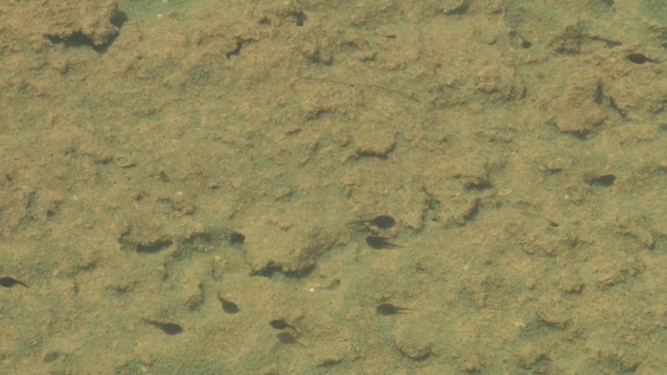 Dünyaca Ünlü Kırmızı Su, Artık Kurbağa Yavrularının