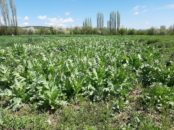 Emet’te 5 Bin Kök Kaçak Ekilmiş Haşhaş Bitkisi Ele Geçirildi