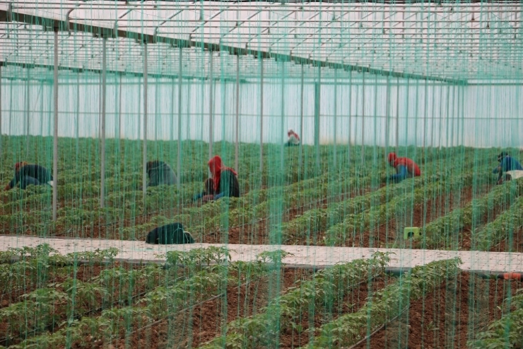 Erzincan’da Fide Üretim Ve Satışı Son Hızla Devam Ediyor