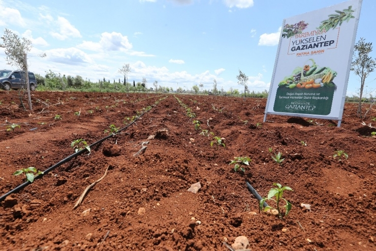 Çiftçilere Sağlanan Fideler Toprakla Buluştu