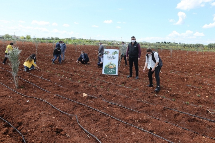 Çiftçilere Sağlanan Fideler Toprakla Buluştu