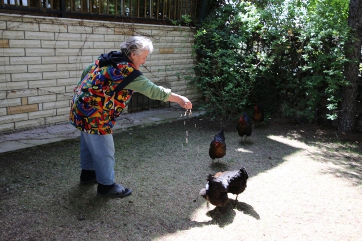 Gölbaşı Belediyesi Tavuklarına Yem İsteyen Fatma Teyzenin İsteğini Geri Çevirmedi