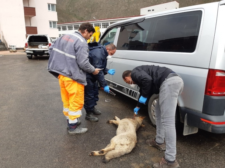 Boynuna İnşaat Teli Dolanan Köpek Kurtarıldı