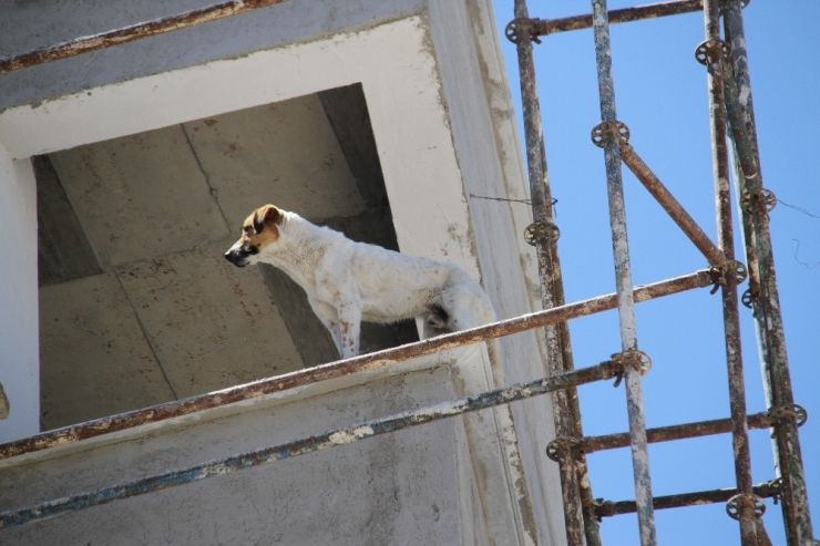 Köpek İnşaat Halindeki Binanın 6’ıncı Katına Çıkınca