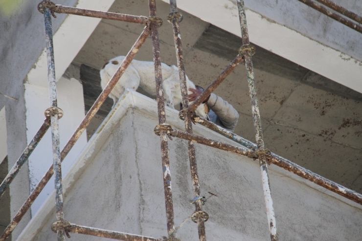 Köpek İnşaat Halindeki Binanın 6’ıncı Katına Çıkınca