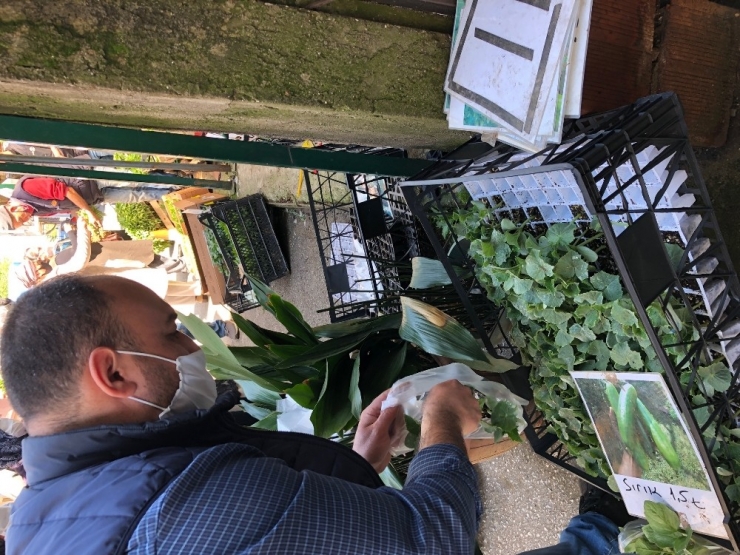 Sakarya’da Fideye Talep Arttı