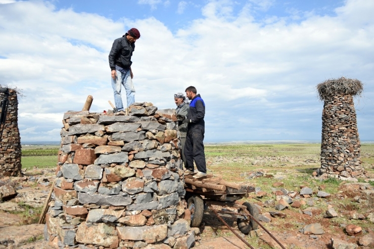Leyleklerin Sayısı Artınca Mahalleli Yeni Kuleler Yapmaya Başladı