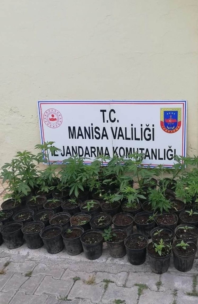 Ormanlık Alanda Saksıda Yetiştirilen Kenevirler Jandarmaya Takıldı