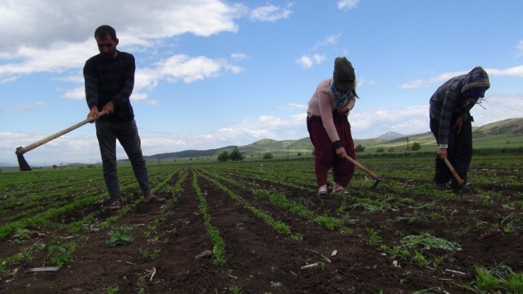Mevsimlik Tarım İşçileri Koronanın Gölgesinde Mesai Yapıyor