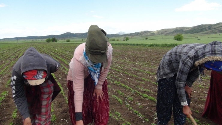 Mevsimlik Tarım İşçileri Koronanın Gölgesinde Mesai Yapıyor