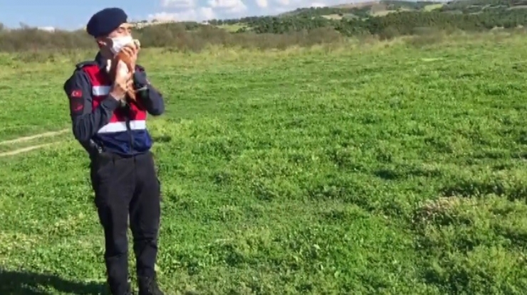 Jandarmanın Kedilerden Kurtardığı Angut Kuşları Doğaya Salındı