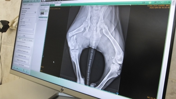 Balıkesir’de Aracın Çarptığı Yavru Köpeğe Veteriner Hekim Sahip Çıktı