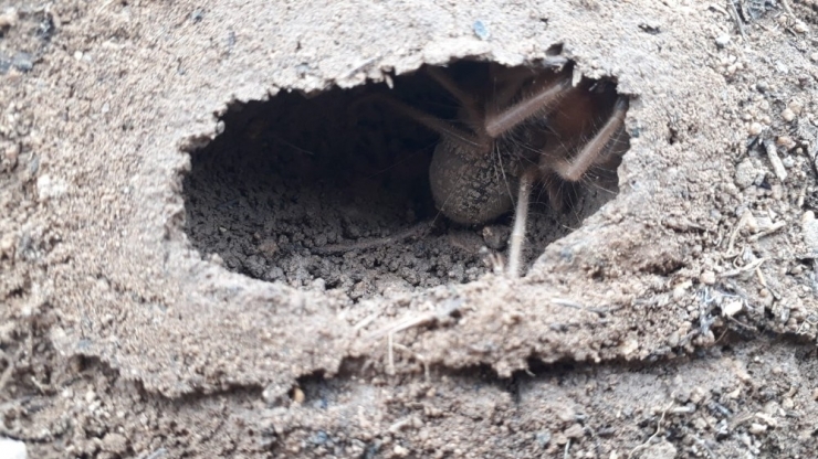 Sarıkız Kabusu Geri Döndü