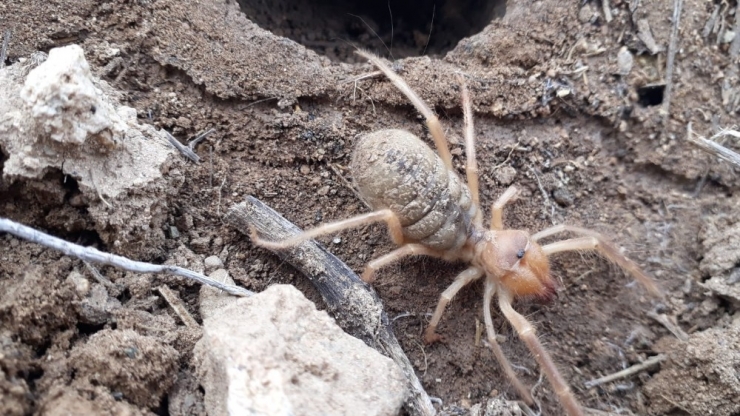 Sarıkız Kabusu Geri Döndü