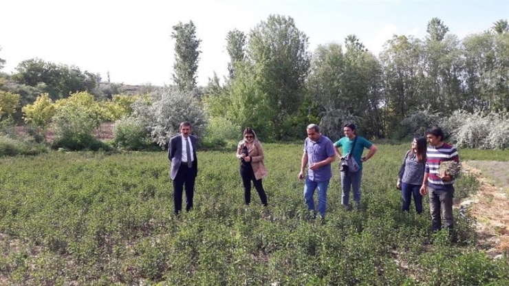 Genç Çiftçi, Doğal Olarak Nane, Kekik Ve Portakal Yağı Üretmeye Başladı