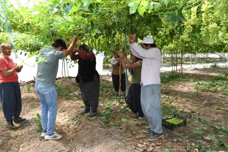 Erken Üzüm Hasadına Göbekli Kutlama