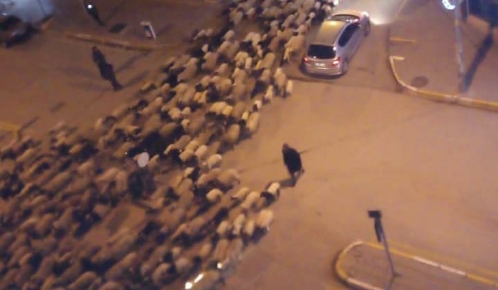 Şehir Merkezinden Geçen Koyun Sürüsü Şaşırttı