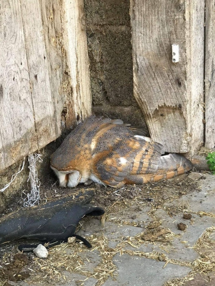 Yaralı Bulunan Peçeli Baykuş Tedavi Altına Alındı