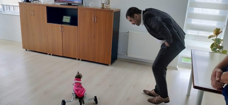 Ayakları Felç Kedi Yürüteç İle Hayata Döndü