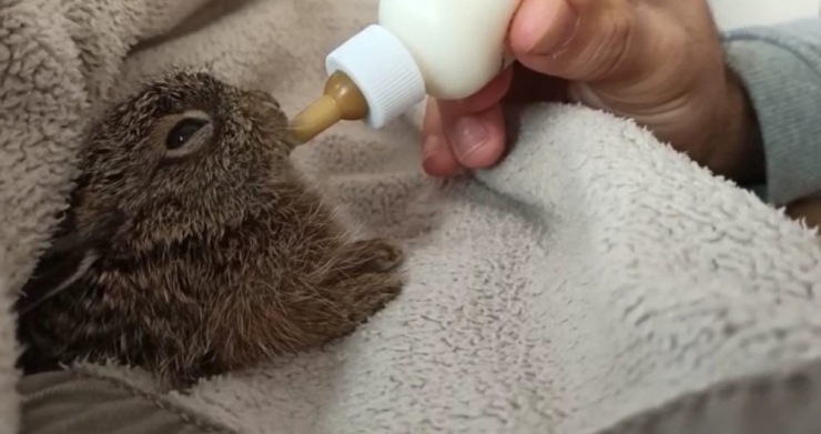 Tavşan Yavrusunu Biberonla Besliyorlar