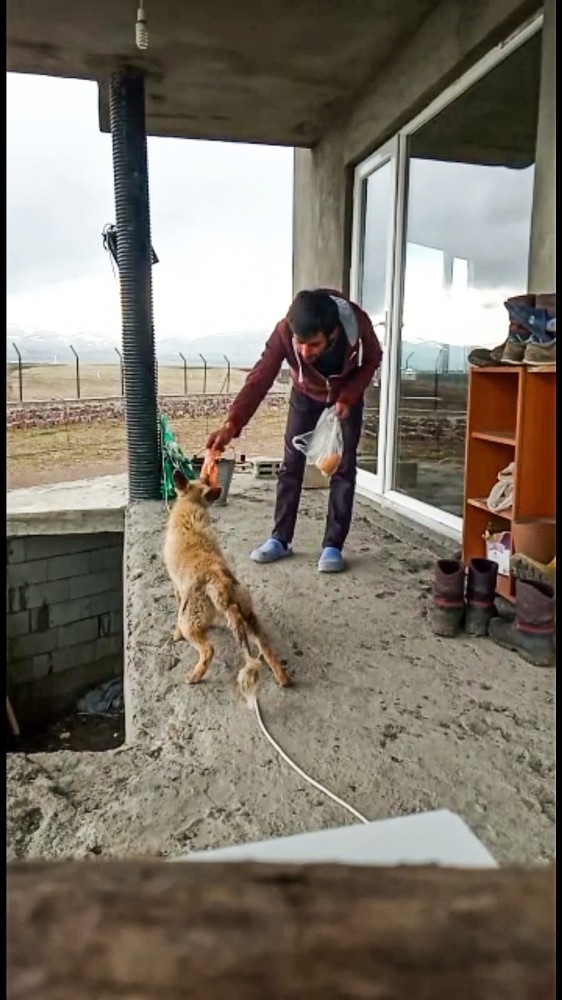 Dost Olduğu Tilkiyi Her Gün Eliyle Besliyor