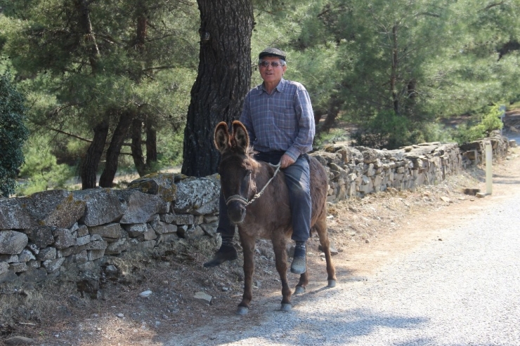 Yaşa Takılmadan Emektar Eşeğinin Sırtında Dolaşıyor