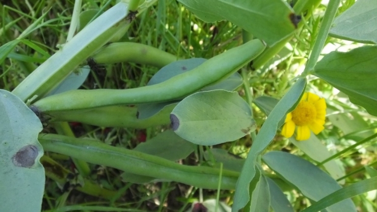 Sosyal Mesafeli Bakla Hasadı Başladı... Üretici Fiyatlardan Memnun..